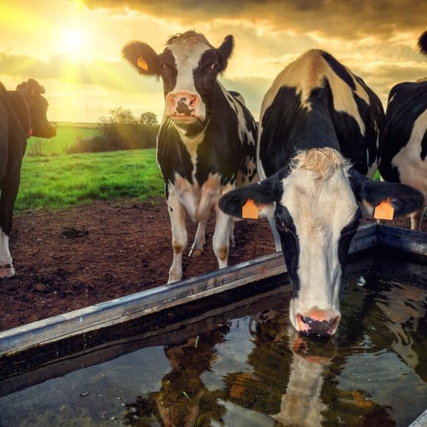 Devastating Environmental Impact Of Animal Agriculture In 2023