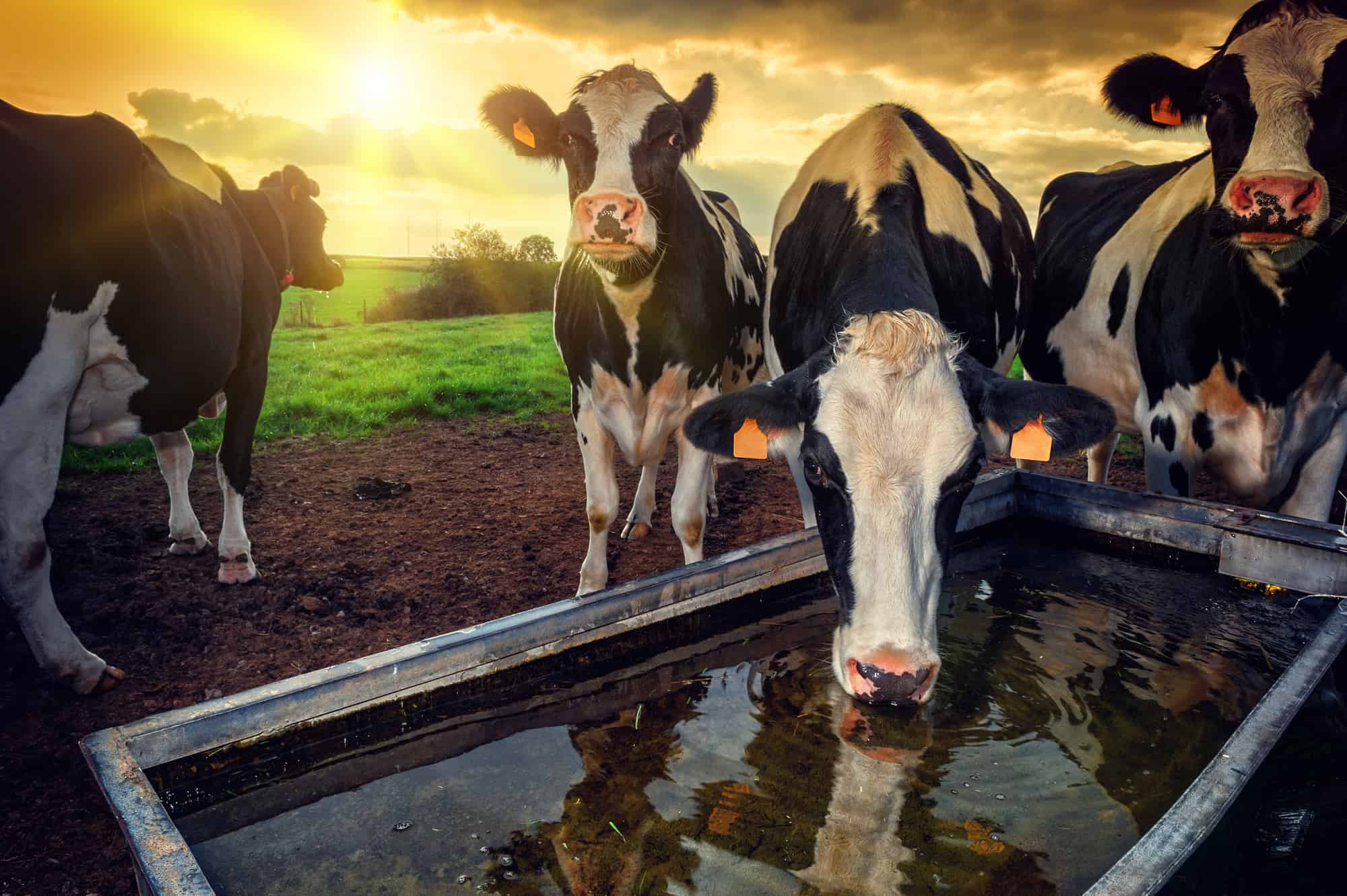 Devastating Environmental Impact Of Animal Agriculture In 2023